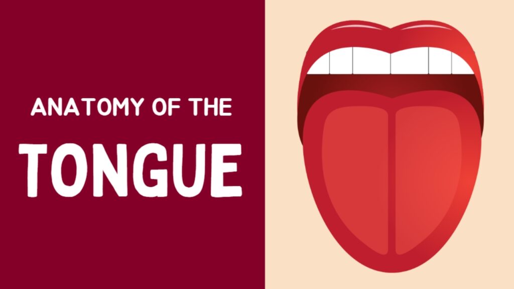 The Normal Anatomy of the Tongue